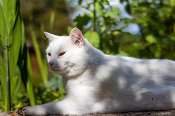 Chat, chant blanc, pelage, jardin, extérieur, mignon, animal, animal de compagnie, arbre, écorce, tronc, griffe, yeux, regard