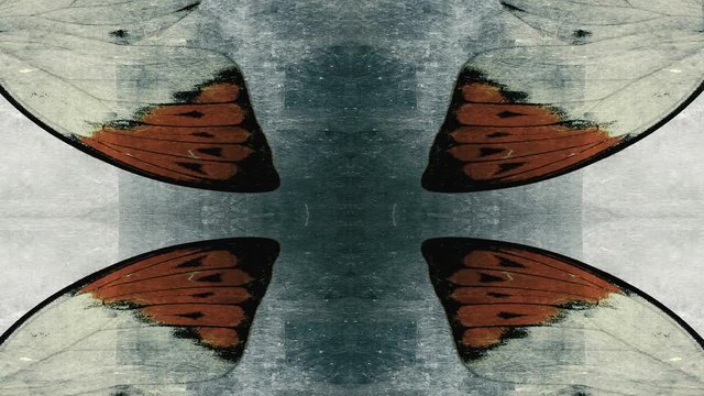 Abstract grunge Butterfly texture background