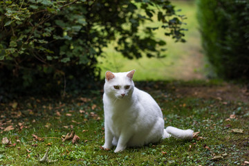 Chat blanc observant son environnement
