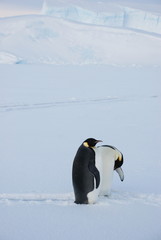penguin in antarctica © Lev
