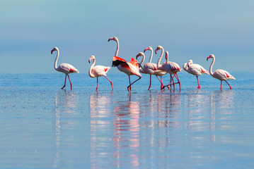 Wild african birds. Group birds of pink african flamingos  walking around the blue lagoon