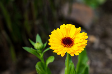 Fleur jaune au printemps