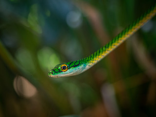Green Snake in Front of Green Background