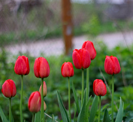 Obraz premium red tulips in spring
