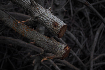 Trees from drought in nature