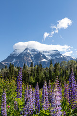 Mount Robson in the Summer with Lupines Portrait