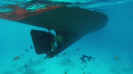 Flock of marine tropical fish under the keel of a ship with a propeller in Red Sea Egypt © Lifestory