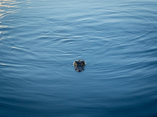 Black cayman swimming in a lake