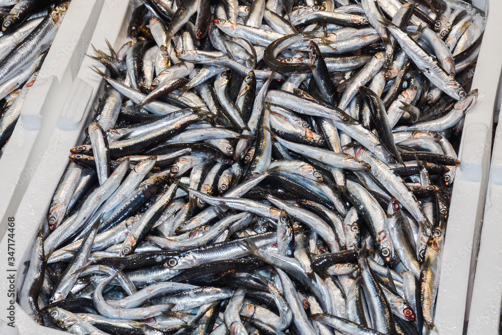 Wall mural istanbul, turkey, 20.12.2019: fresh seafood on the counter top of the fish market, for sale