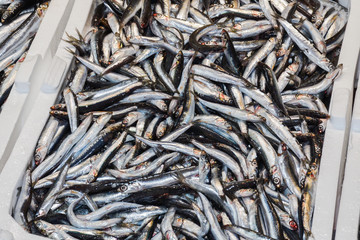 Istanbul, Turkey, 20.12.2019: Fresh seafood on the counter top of the fish market, for sale