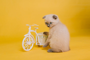 Little fold kitten of Siamese color and a white toy bike on a yellow background. Color point cat. Studio photography