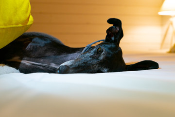 Greyhound resting in bed