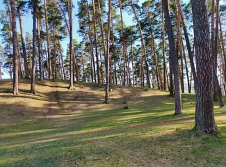 in a clearing among tall pines on a sunny day