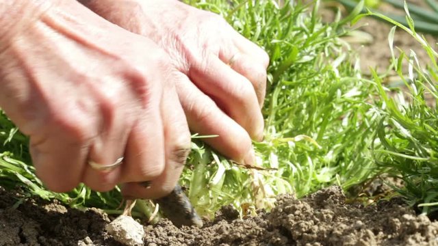 Hands of woman harvesting curly endive grown organically without pesticides in the soil
