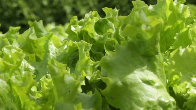 Curly endive grown organically without pesticides in the ground on a windy day
