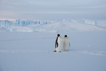 two penguins on the snow