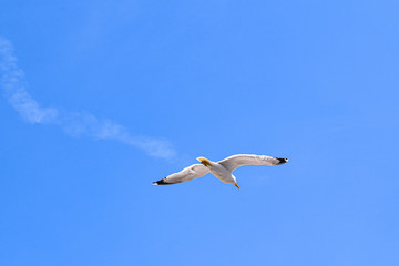 Vol dans le ciel bleu