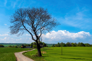 lonely tree in the field