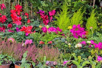 floral backdrop for Valentine's Day, Mother's Day, Woman's Day, 1st of March, 8th of March