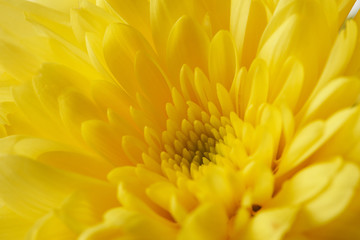 Chrysanthemums are colorful, easy to grow