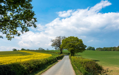 Fototapeta na wymiar country road in the countryside in the UK