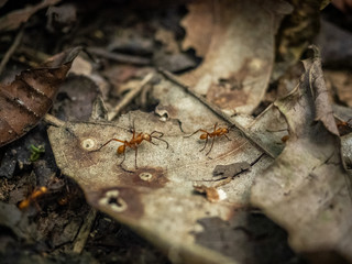 Red Army Ants in Peru