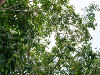 Obraz premium View of the tree in an upward view with the light bulb on