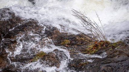Charming scene of small plants on fresh flowing river for background with copy space