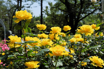 yellow roses in rose garden