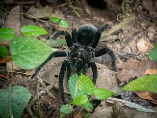 Tarantula coming out of its hole
