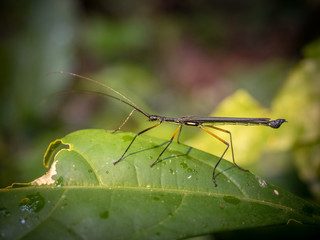 Bug sitting on a leaf