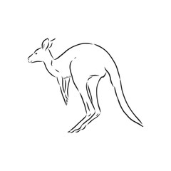 Drawing of a kangaroo. Vector illustration. kangaroo vector sketch illustration