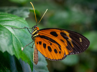 Close-up of an orange butterfly