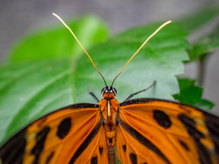 Close-up of an orange butterfly