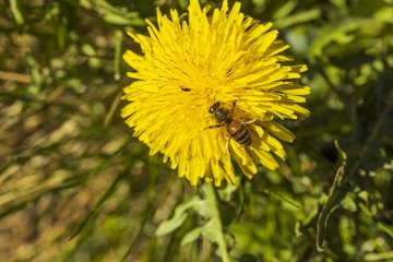 Close up macro view of bee on yellow dandelion isolated. Gorgeous nature backgrounds. Nature insects concept.