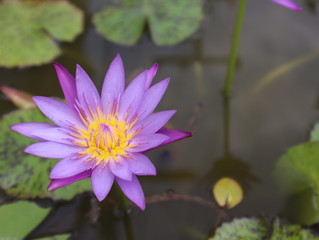 Purple lotus with yellow pollen are blossoming in the lotus basin.