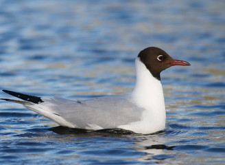 Black-headed Gull