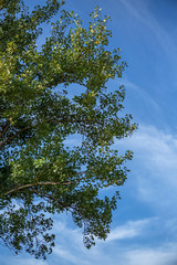 View of the foliage from the top of a tree, with sky as background