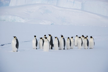 penguin in antarctica © Lev