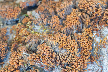 Fresh orange moss on a tree bark macro