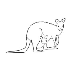 Drawing of a kangaroo. Vector illustration. kangaroo vector sketch illustration