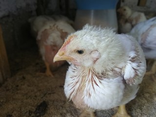 free range chicken