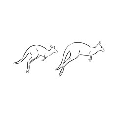 Obraz na płótnie Canvas Drawing of a kangaroo. Vector illustration. kangaroo vector sketch illustration
