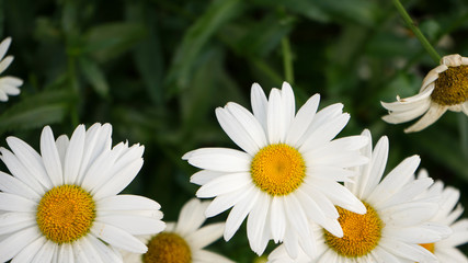 Obraz premium white daisies in a garden