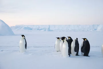 Poster emperor penguin in antarctica © Lev