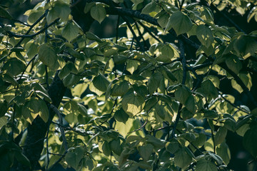 Green leaves of a tree in daylight in spring