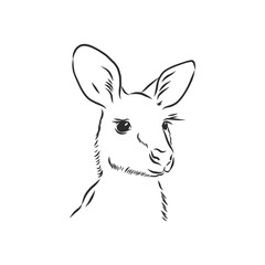 Drawing of a kangaroo. Vector illustration. kangaroo vector sketch illustration