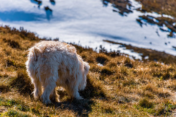 A close-up candid shot of a Pyrenean Shepherd dog with white fur outdoors in the Pyrenees national park during a hike