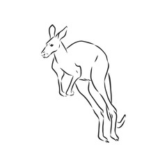 Drawing of a kangaroo. Vector illustration. kangaroo vector sketch illustration