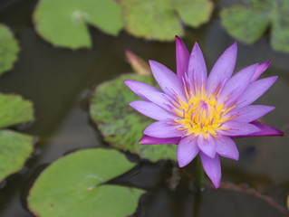 Purple lotus with yellow pollen are blossoming in the lotus basin.
